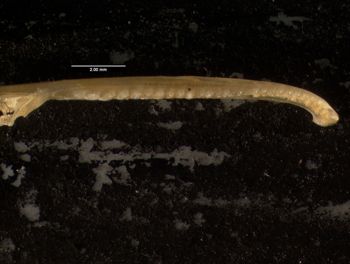 Media type: image;   Herpetology R-132035